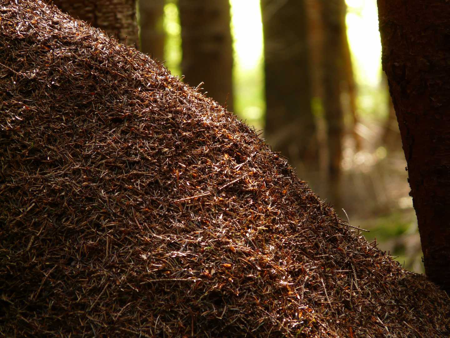 Ameisenh&uuml;gel im Wald