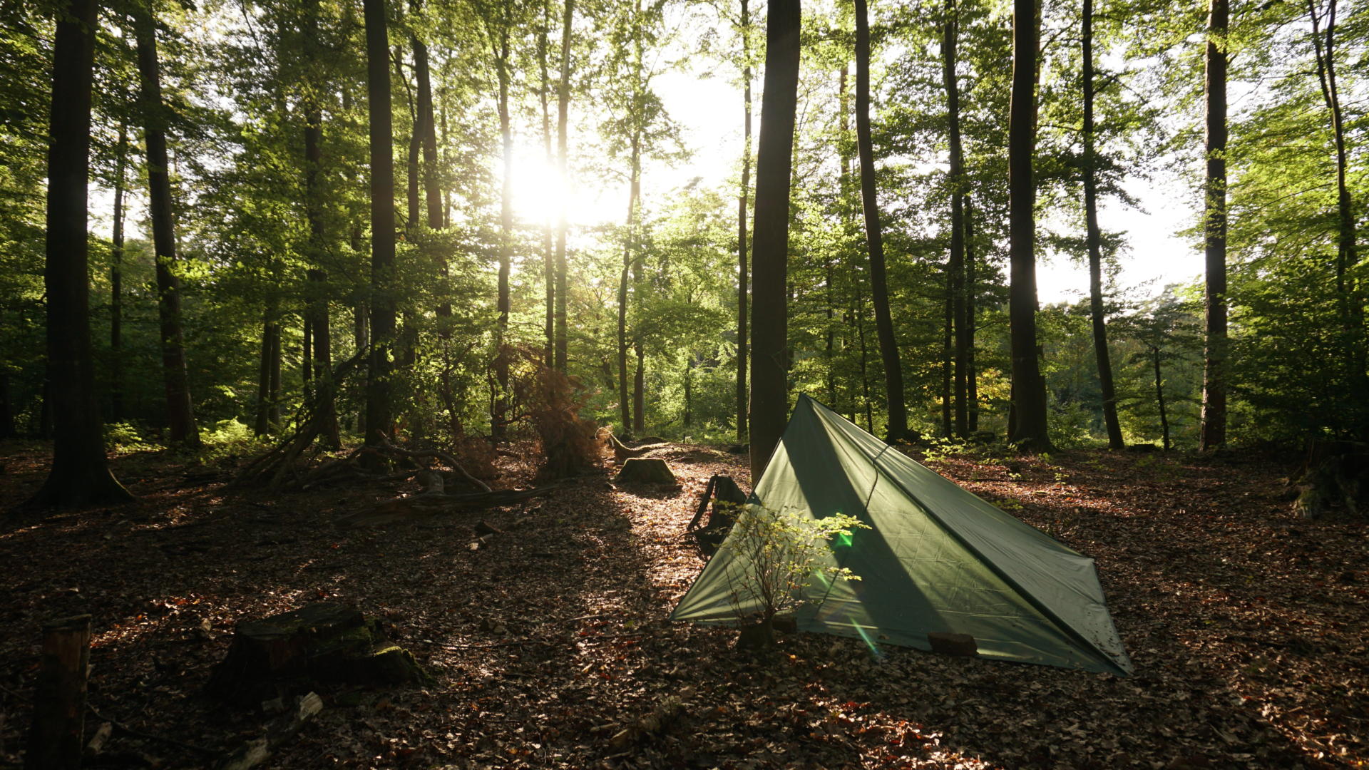 Tarp im sonnendurchfluteten Wald