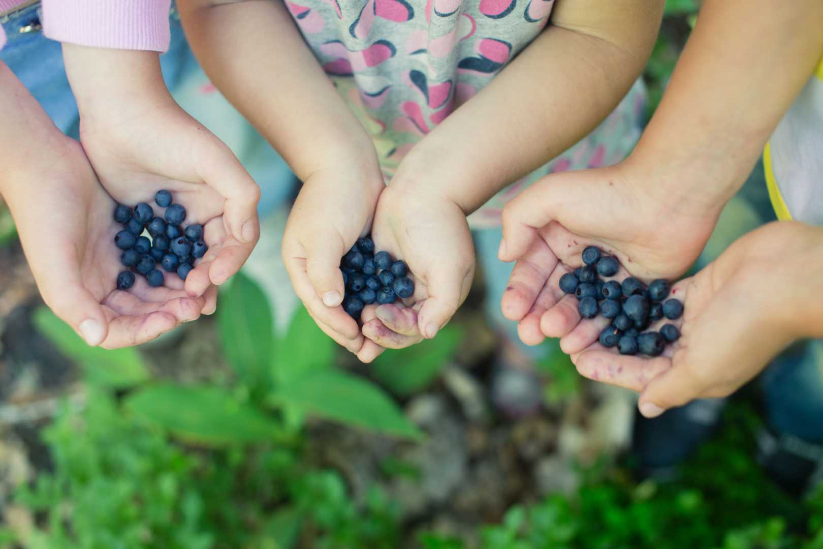 Nahaufnahme von Kindern, die frisch gepfl&uuml;ckte Beeren in ihren H&auml;nden halten.