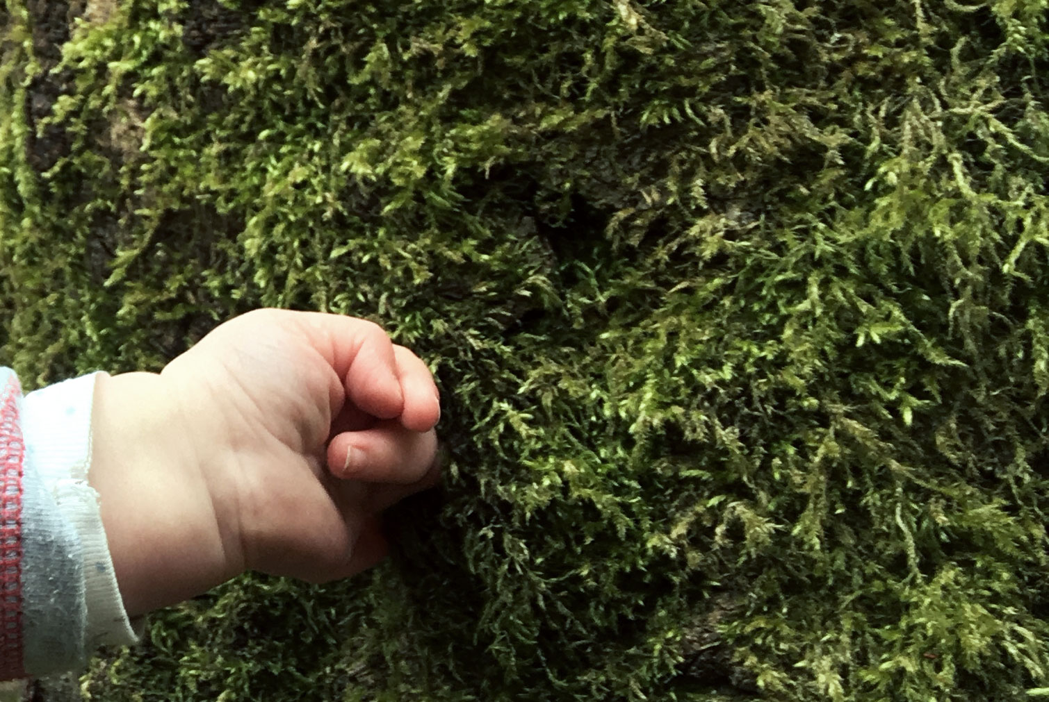 Baby-Hand berührt Baum mit Moss