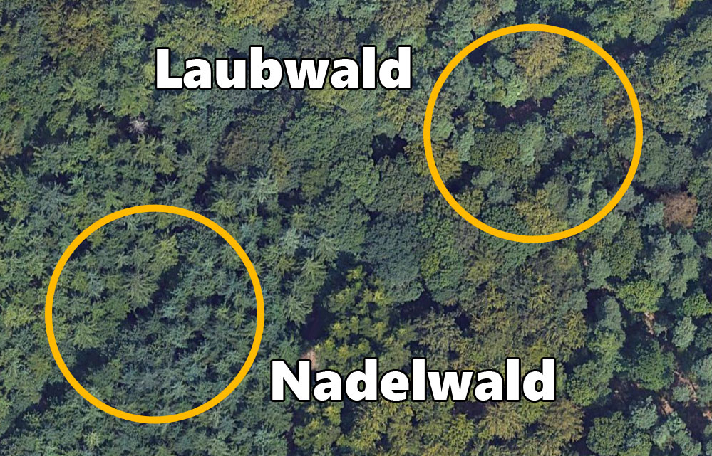 Wie man Laub und Nadelwald auf einem Luftbild erkennt