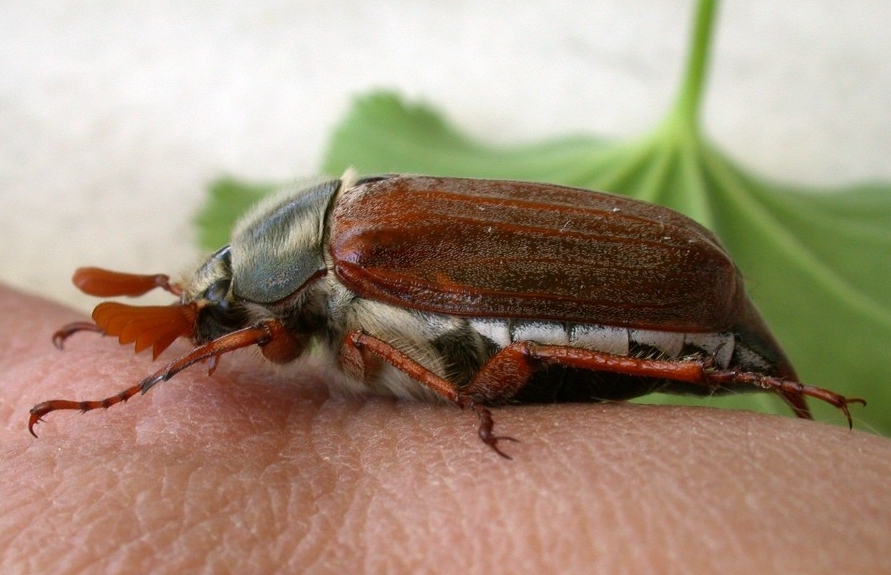 Maik&auml;fer auf menschlicher Haut