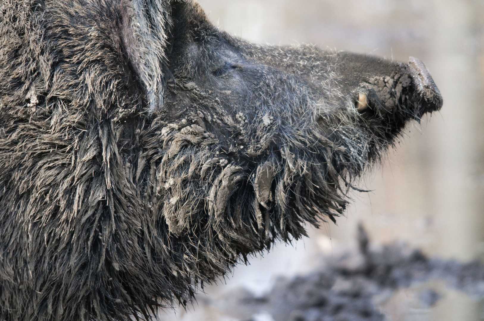 Wildschwein