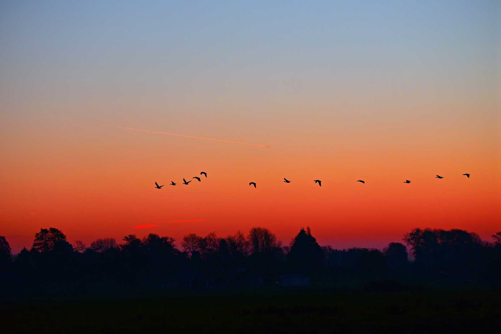 Sonnenaufgang mit V&ouml;geln am Horizont