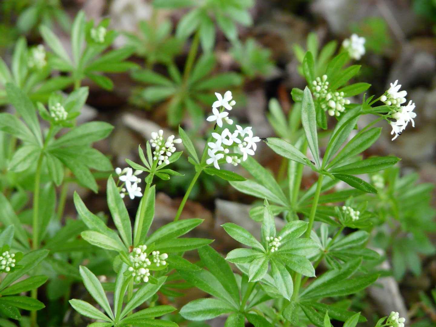 Waldmeister Pflanze mit Bl&uuml;te
