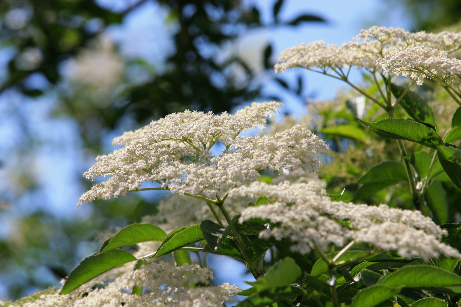Blüte des schwarzen Holunders