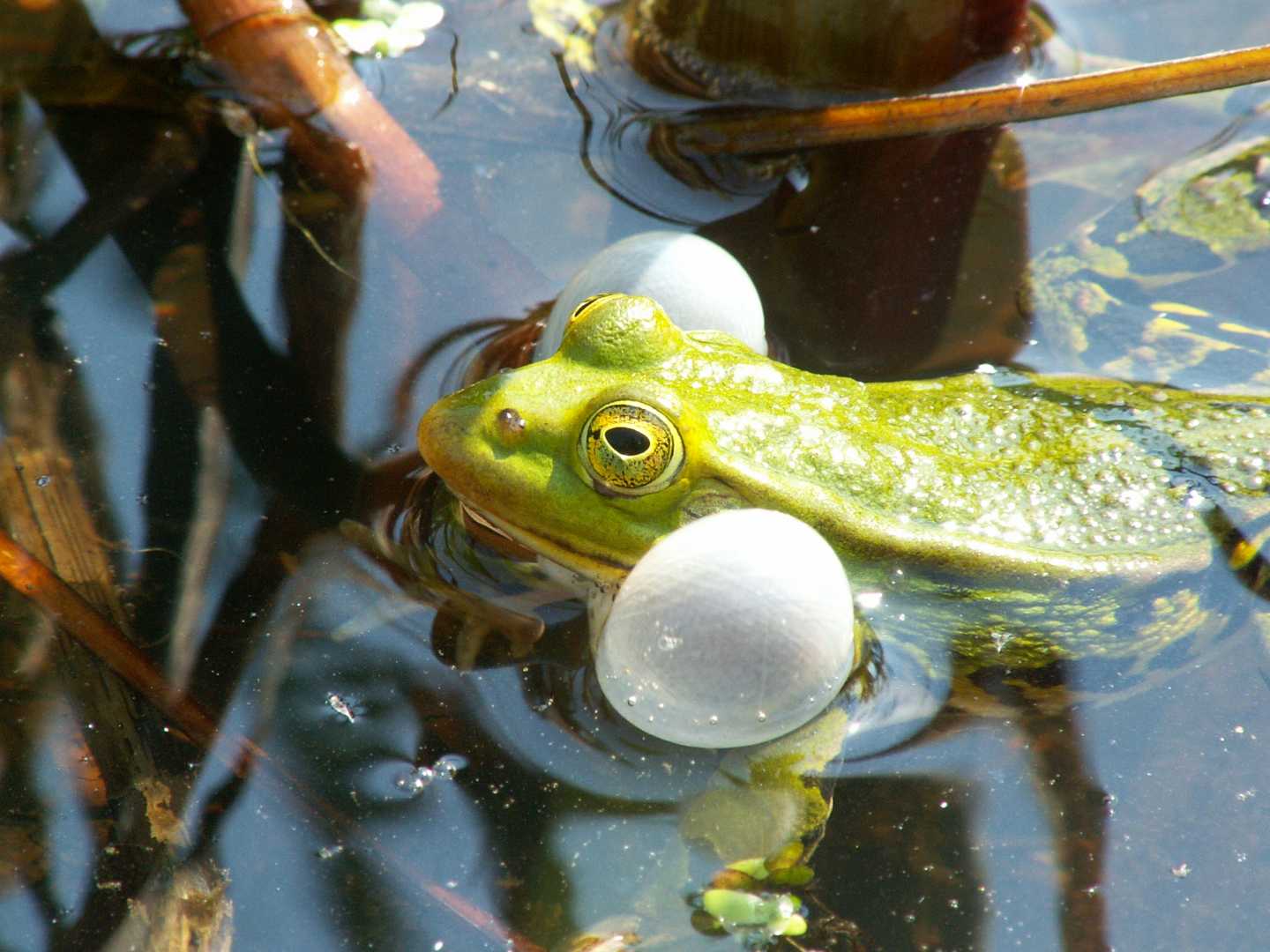 Quakendes Männchen des Kleinen Wasserfrosches