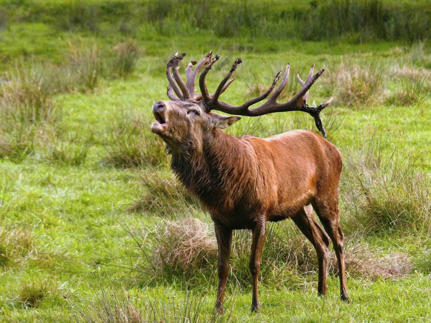 Brunft Rothirsch Platzhirsch
