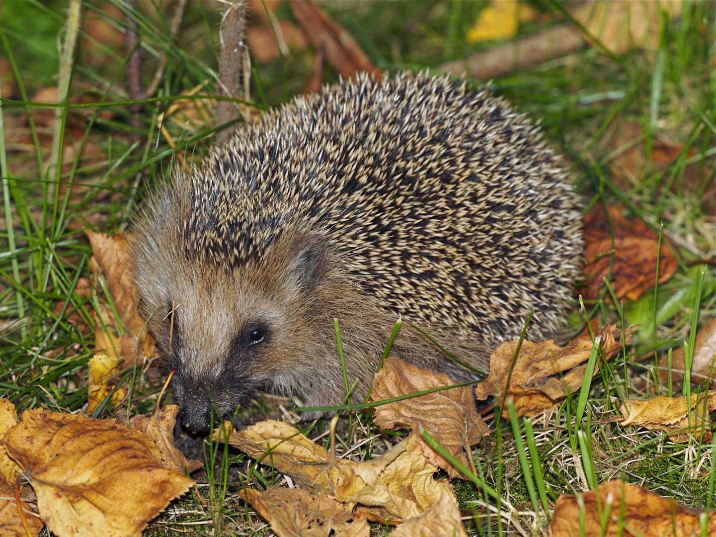 Europ&auml;ischer Igel (Erinaceus europaeus)
