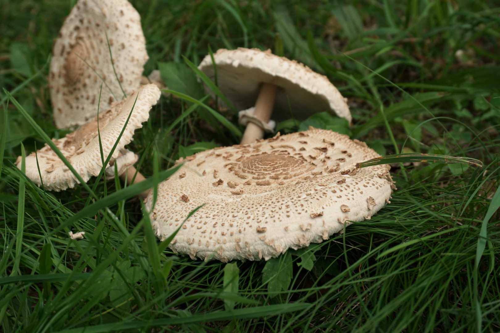 Gemeine Riesenschirmling, Parasol oder Riesenschirmpilz (Macrolepiota procera)