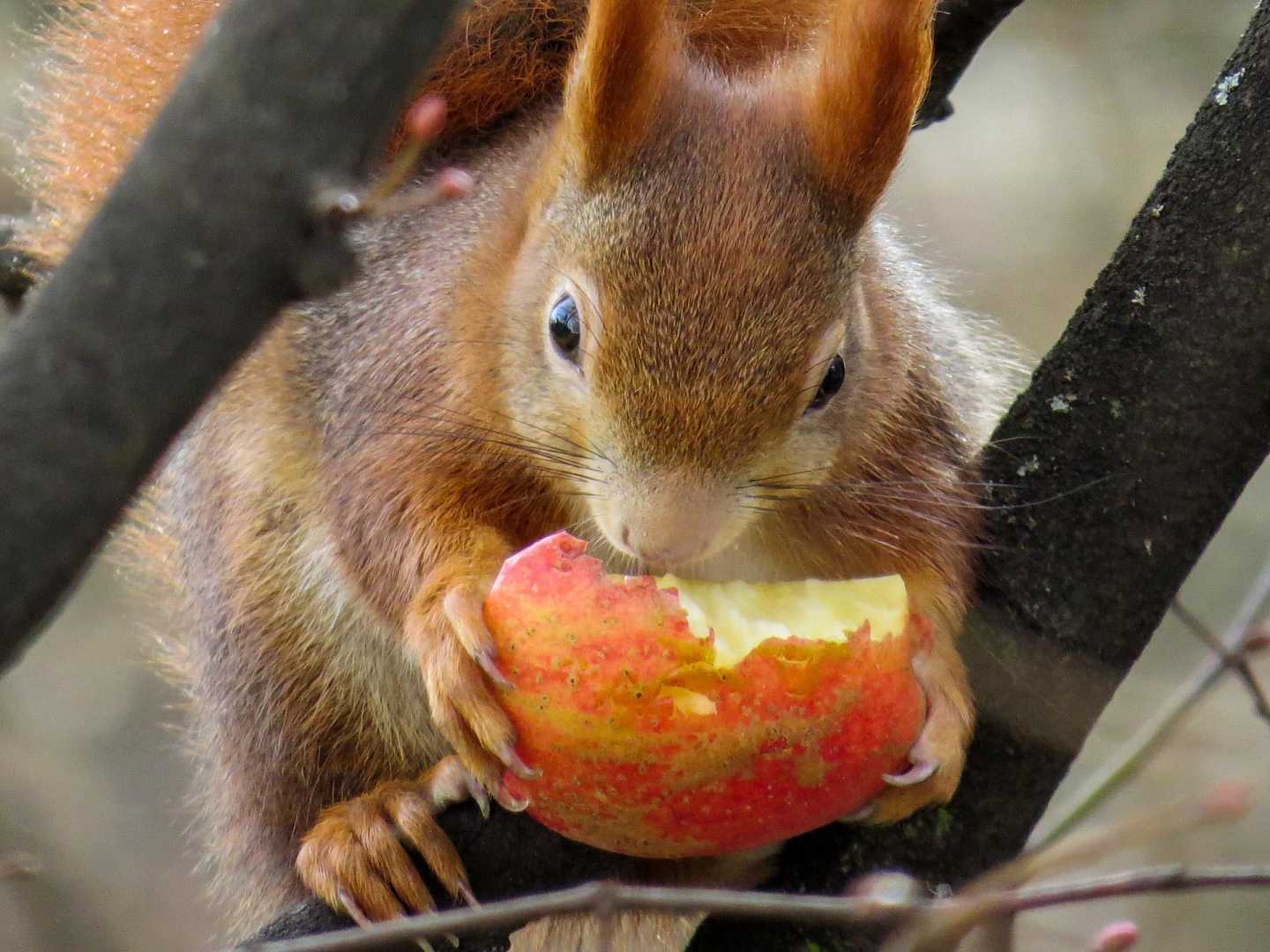 Eichh&ouml;rnchen mit Apfel