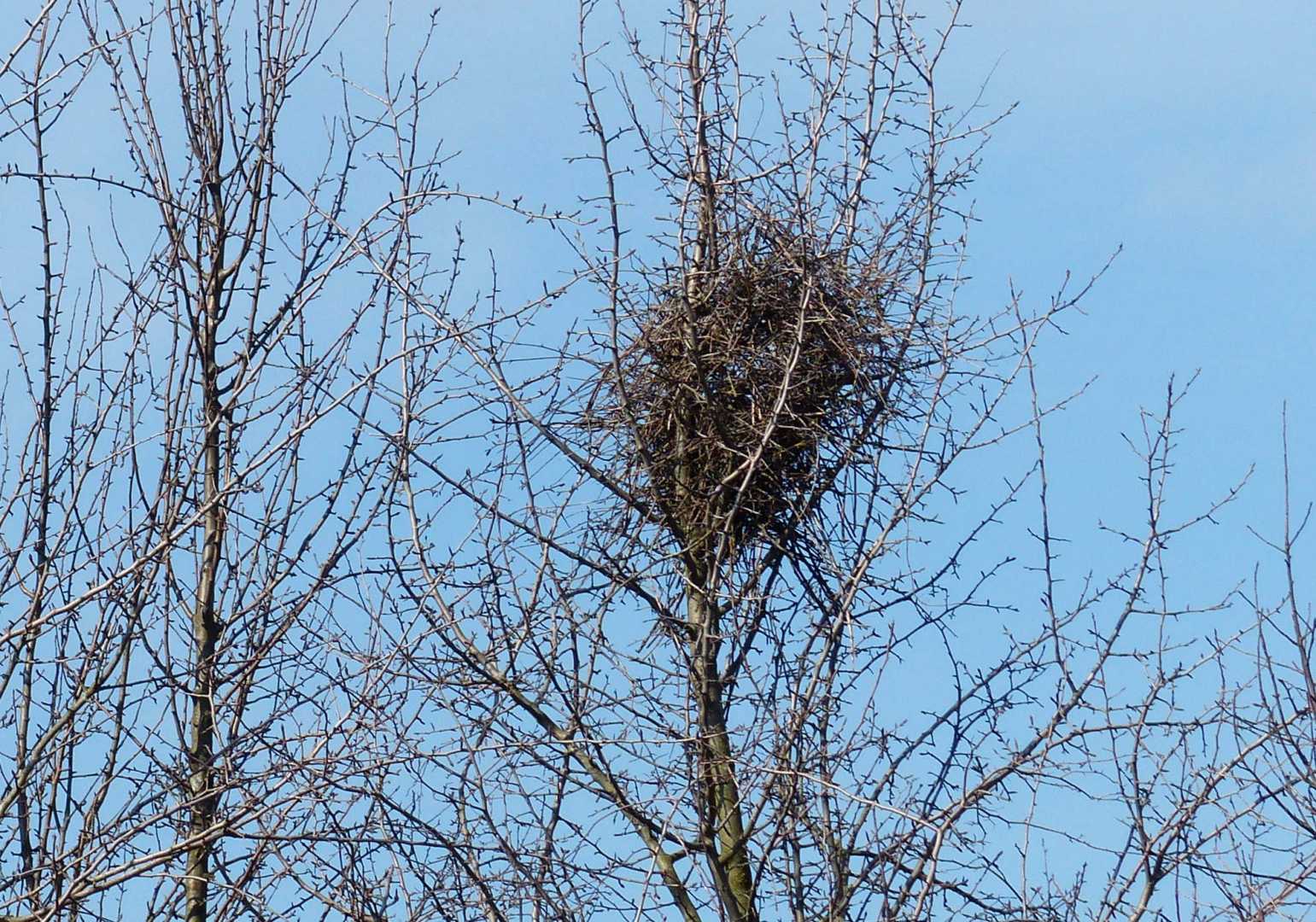 Vogelnest einer Elster in einem Baum