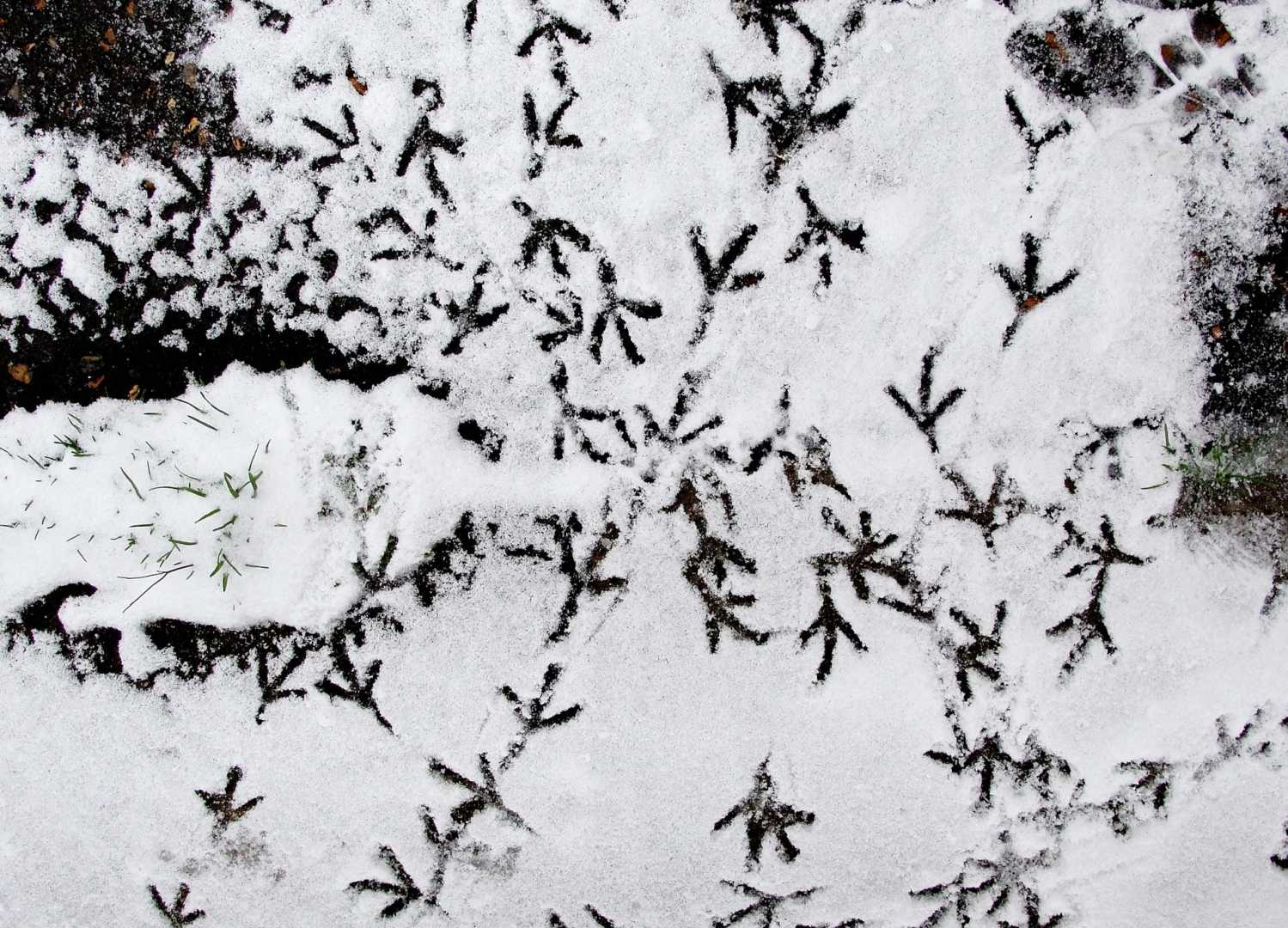 Spuren einer Taube im Schnee